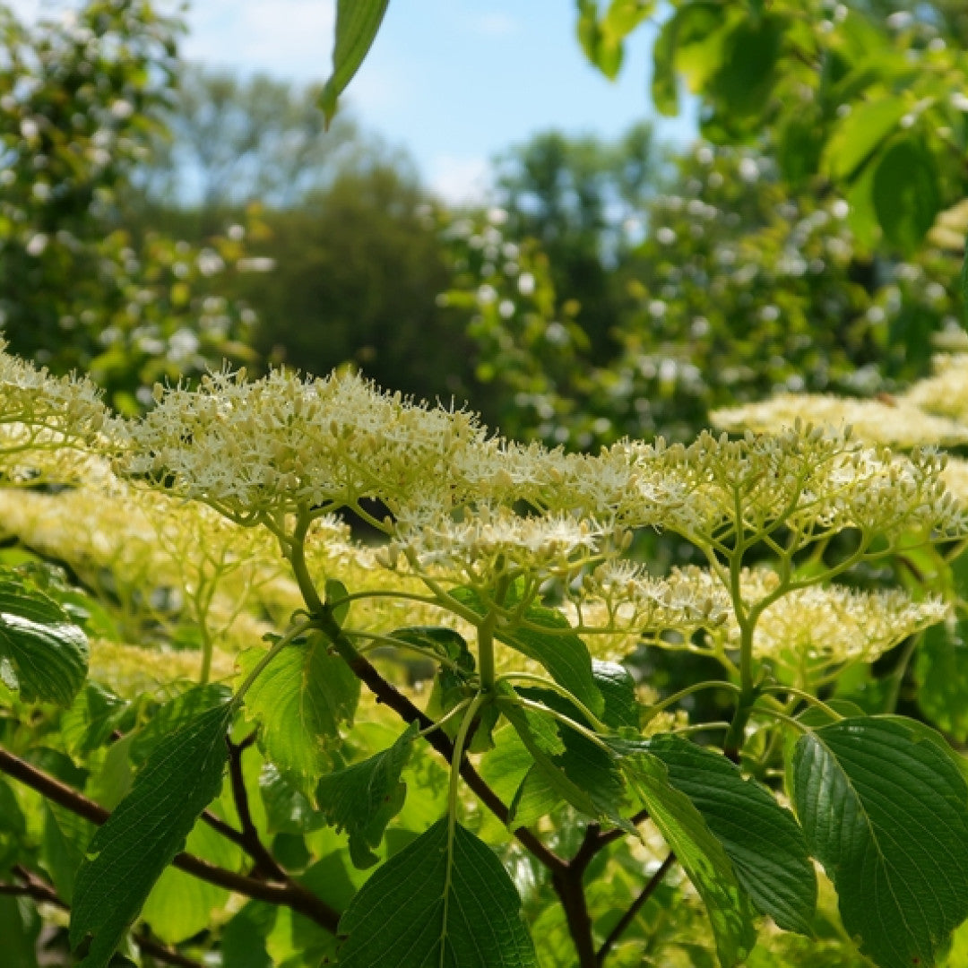 Cornus controversa 'Pagoda'