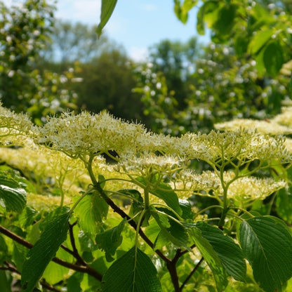 Cornus controversa 'Pagoda'