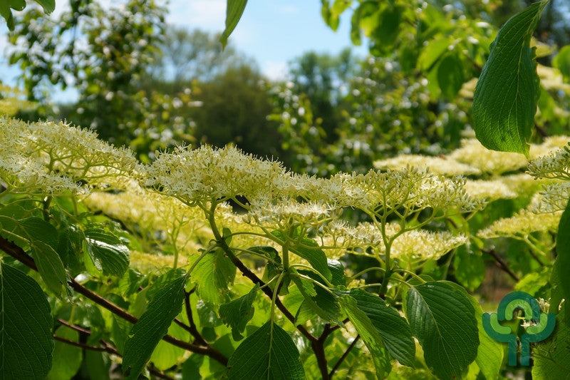 Cornus controversa 'Pagoda'