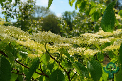 Cornus controversa 'Pagoda'