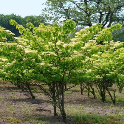 Cornus controversa 'Pagoda'