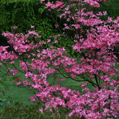 Cornus florida 'Cherokee Chief'