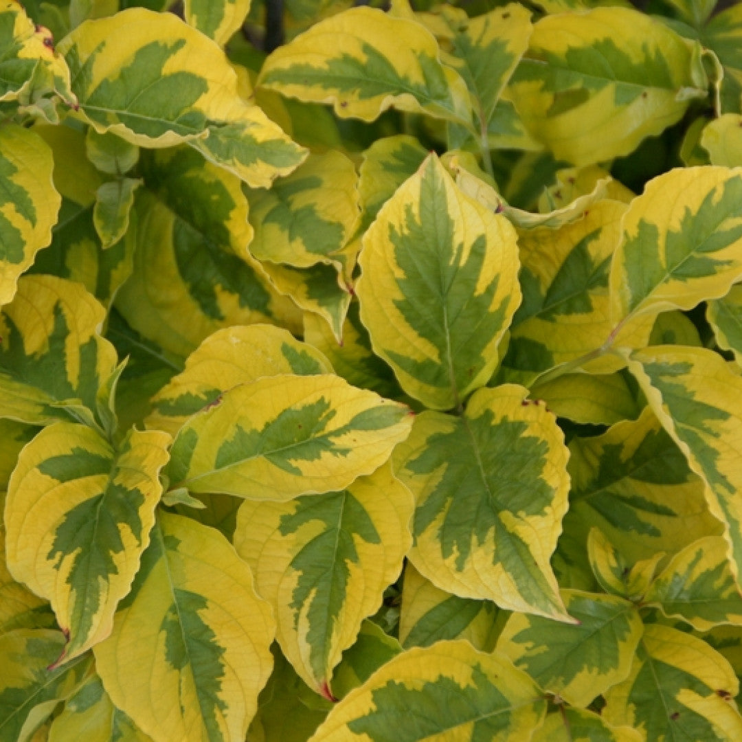 Cornus florida 'Rainbow'