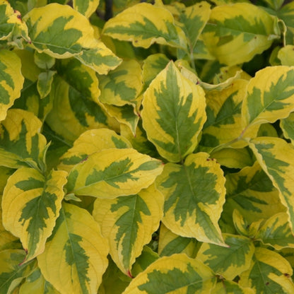 Cornus florida 'Rainbow'
