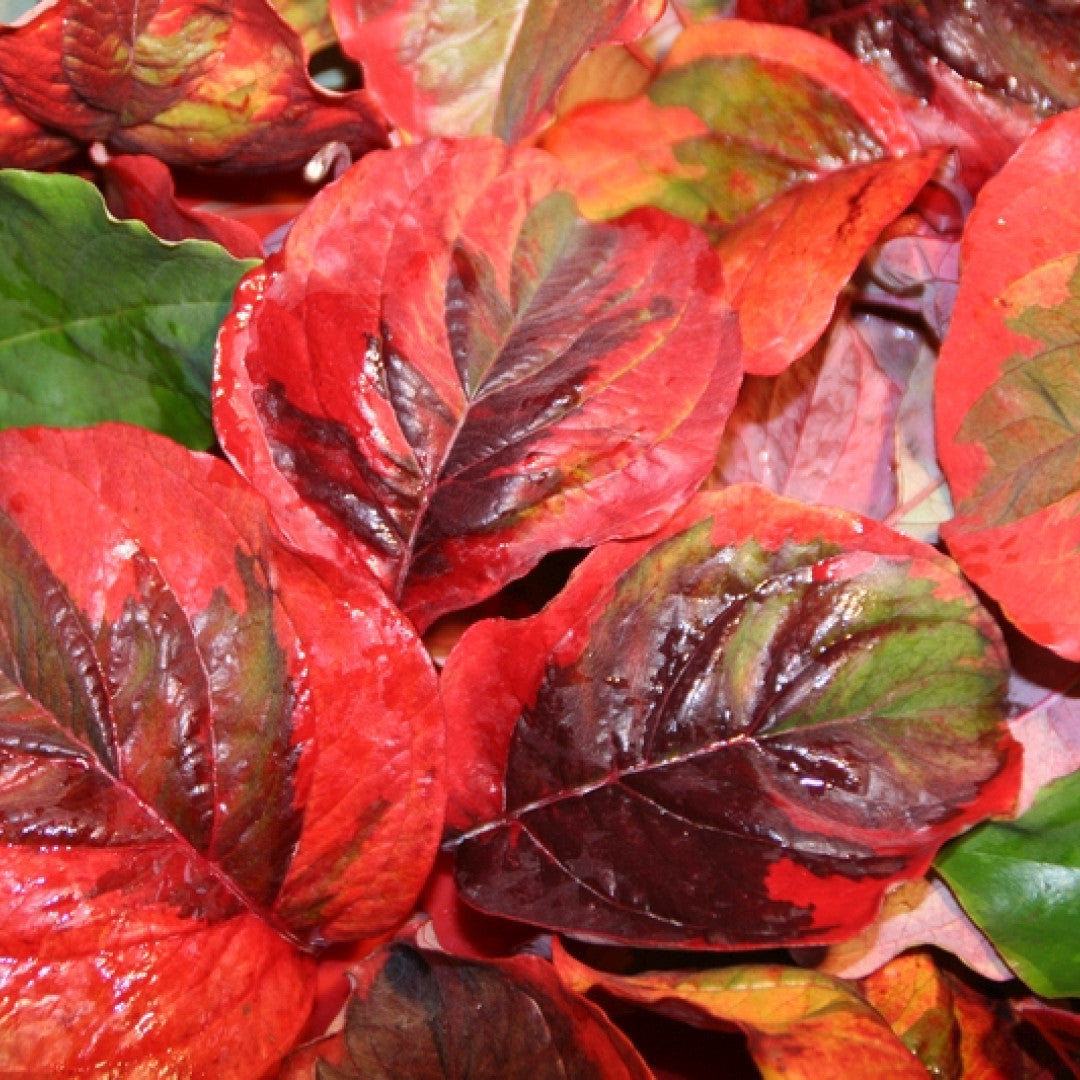 Cornus florida 'Rainbow'