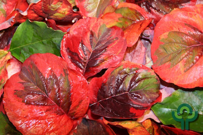 Cornus florida 'Rainbow'