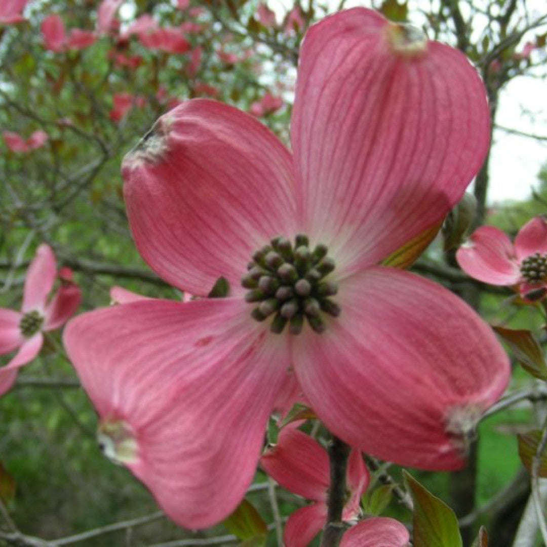 Cornus florida 'Royal Red'