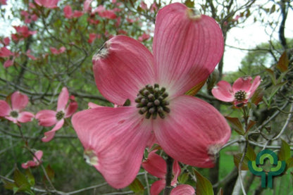 Cornus florida 'Royal Red'