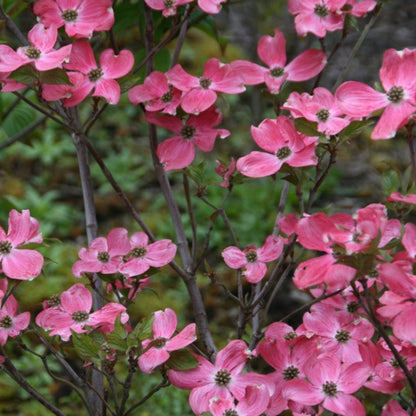 Cornus kousa 'Beni Fuyi'