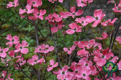 Cornus kousa 'Beni Fuyi'