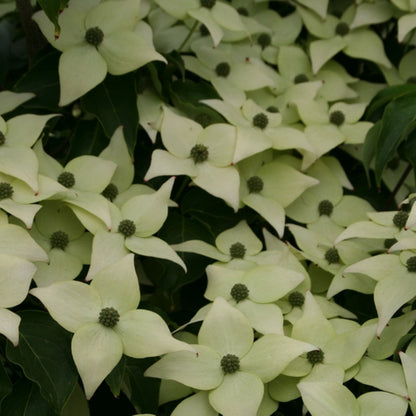 Cornus kousa 'China Girl'