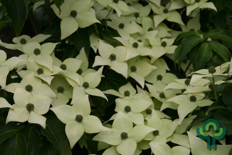 Cornus kousa 'China Girl'