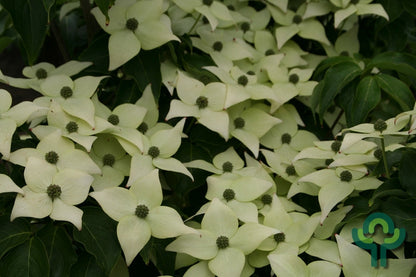 Cornus kousa 'China Girl'