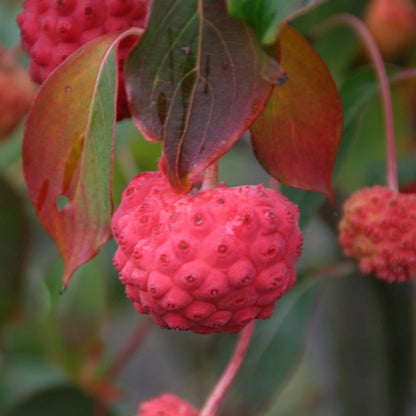 Cornus kousa 'China Girl'