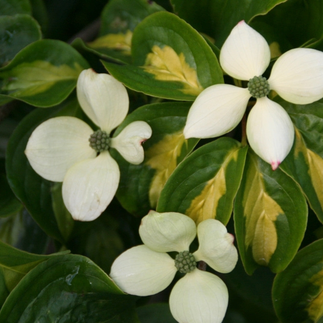 Cornus kousa 'Gold Star'