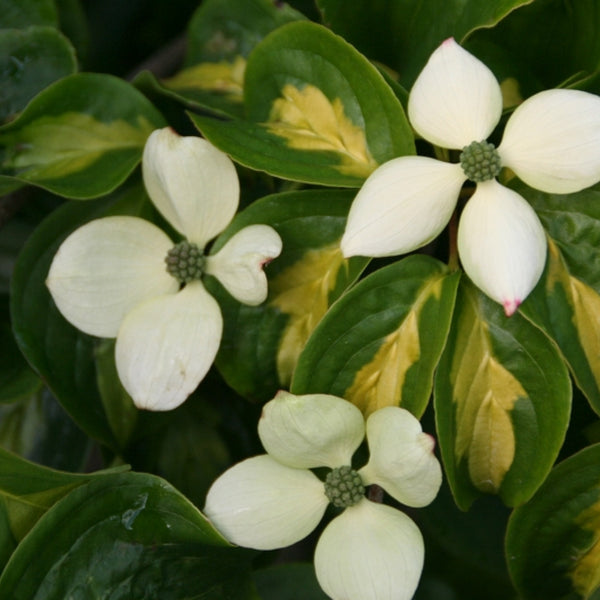 Cornus kousa 'Gold Star'