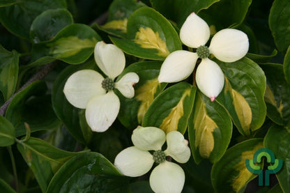 Cornus kousa 'Gold Star'