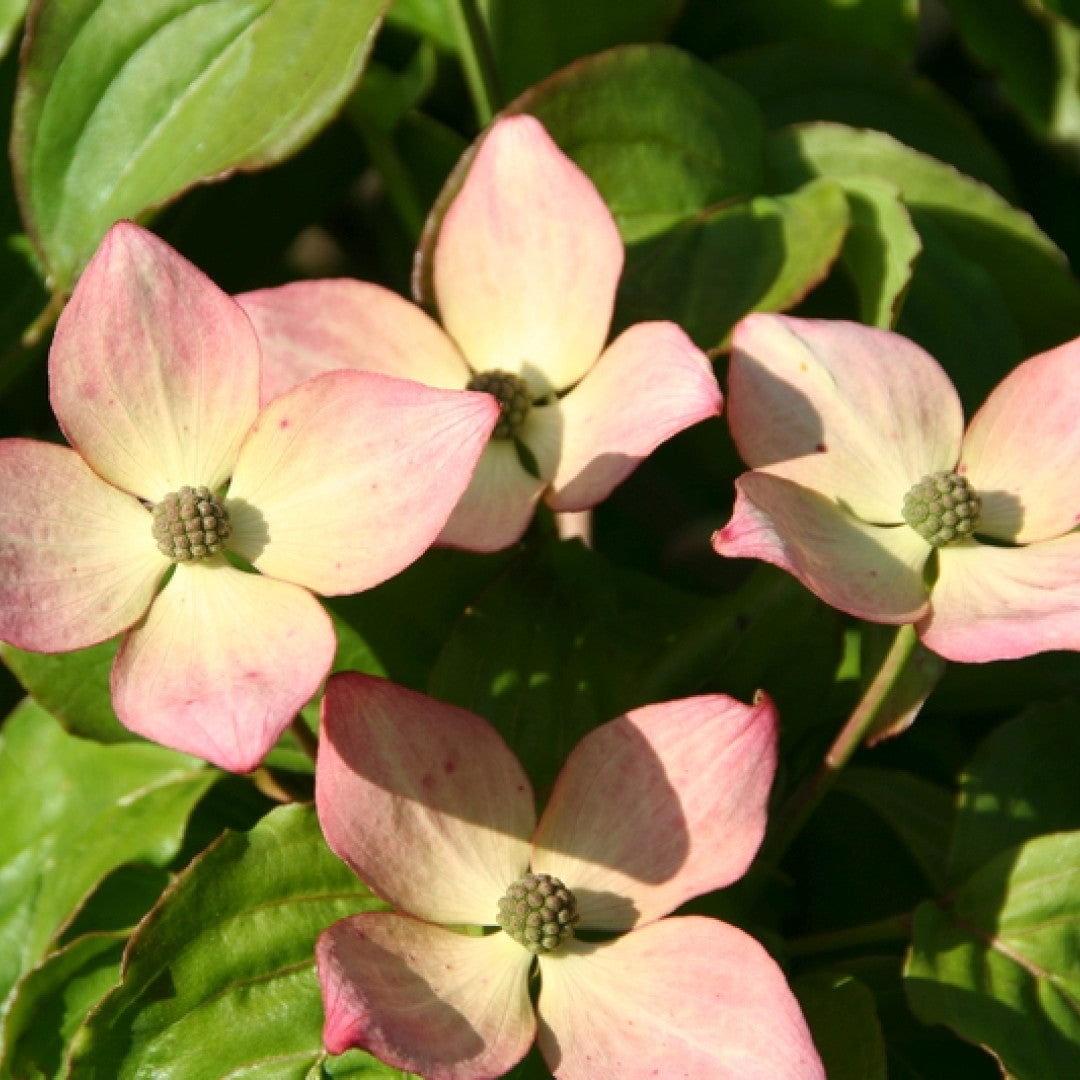 Cornus kousa Heart Throb