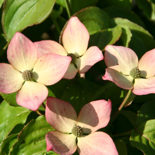 Cornus kousa Heart Throb