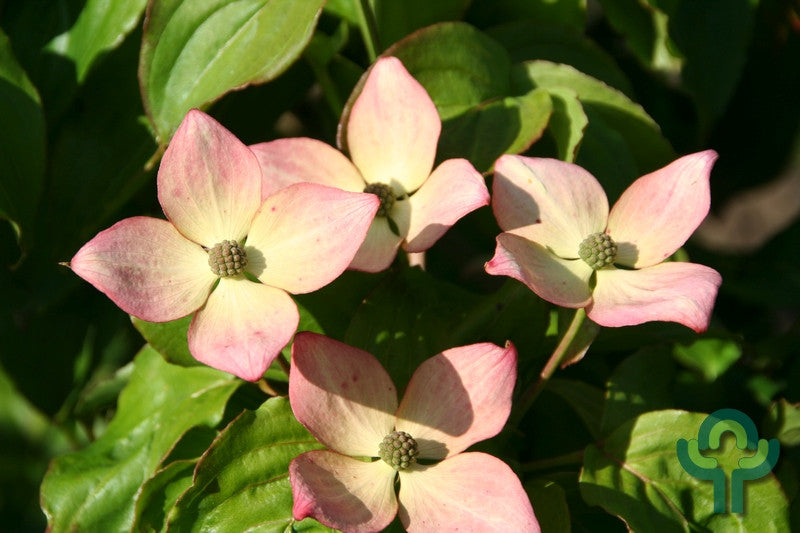 Cornus kousa Heart Throb