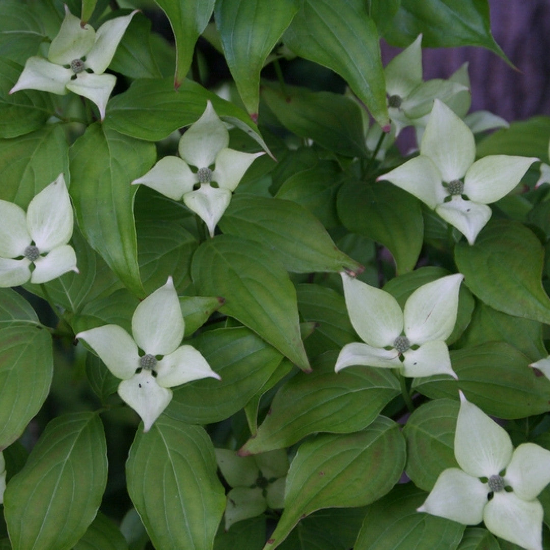 Cornus kousa 'Milky Way'