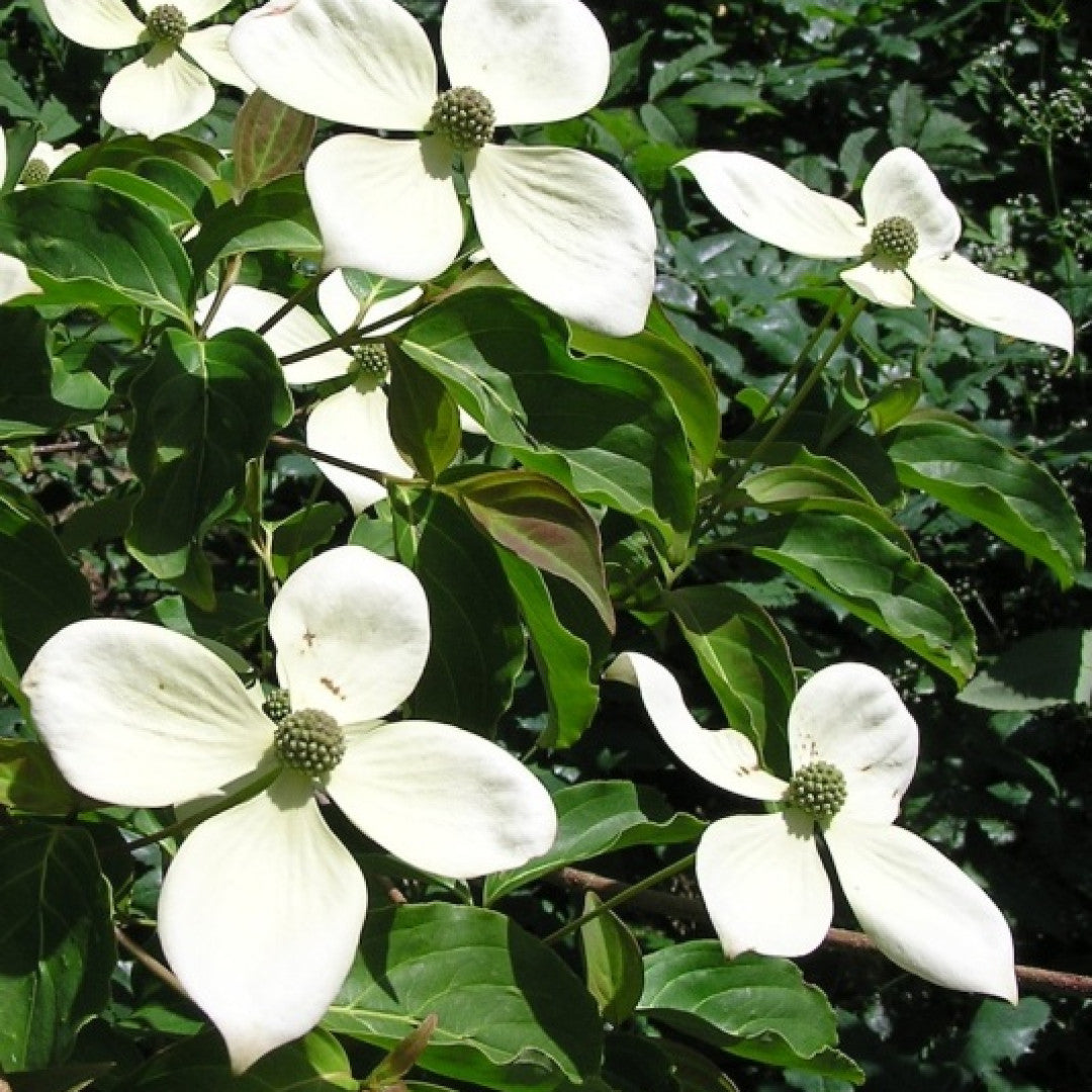 Cornus kousa 'Norman Hadden'