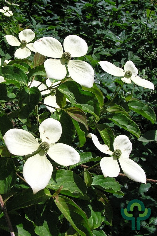 Cornus kousa 'Norman Hadden'