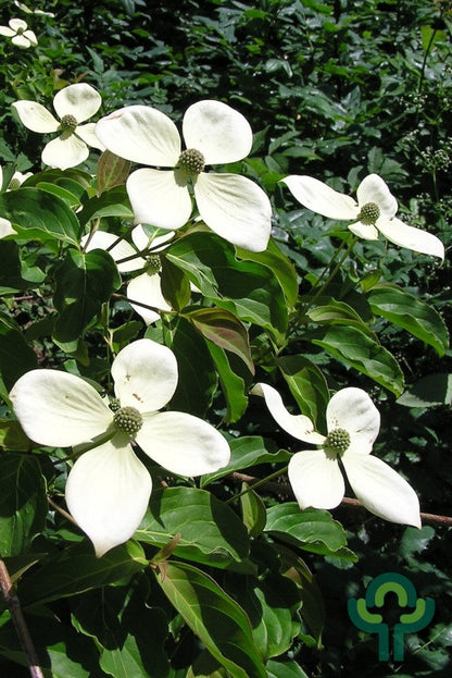 Cornus kousa 'Norman Hadden'