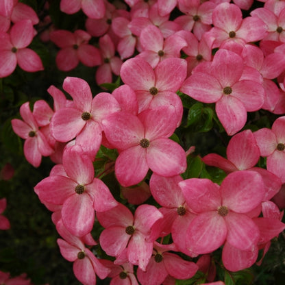 Cornus kousa 'Satomi'