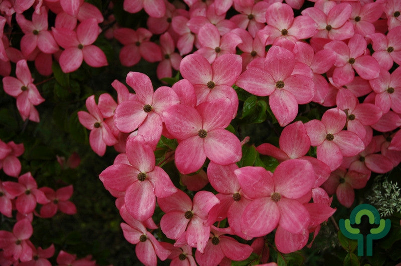 Cornus kousa 'Satomi'