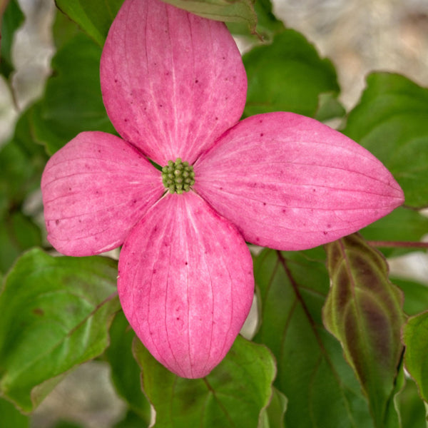 Cornus kousa 'Scarlet Fire'