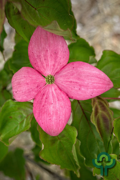 Cornus kousa 'Scarlet Fire'