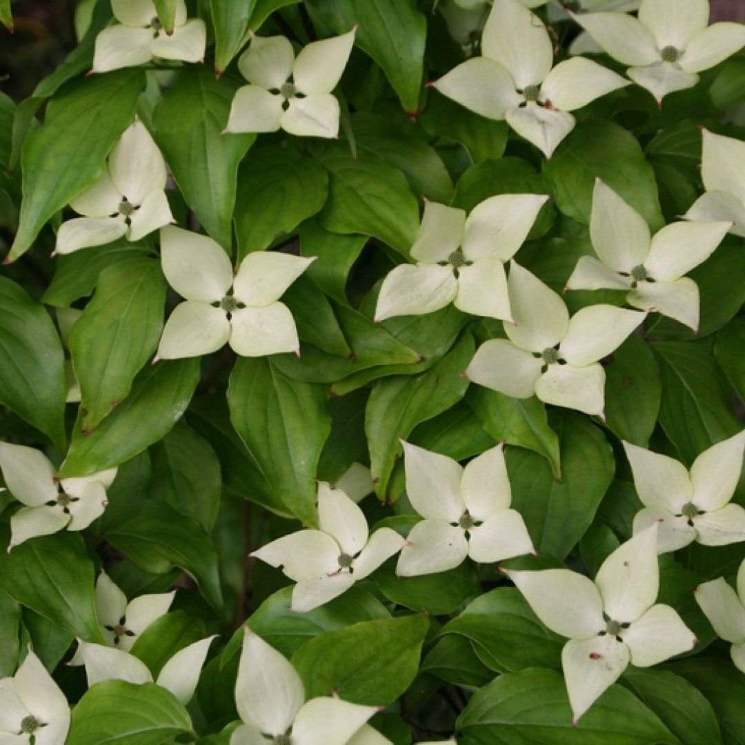Cornus kousa 'Schmetterling'