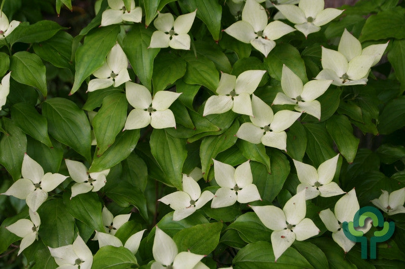 Cornus kousa 'Schmetterling'