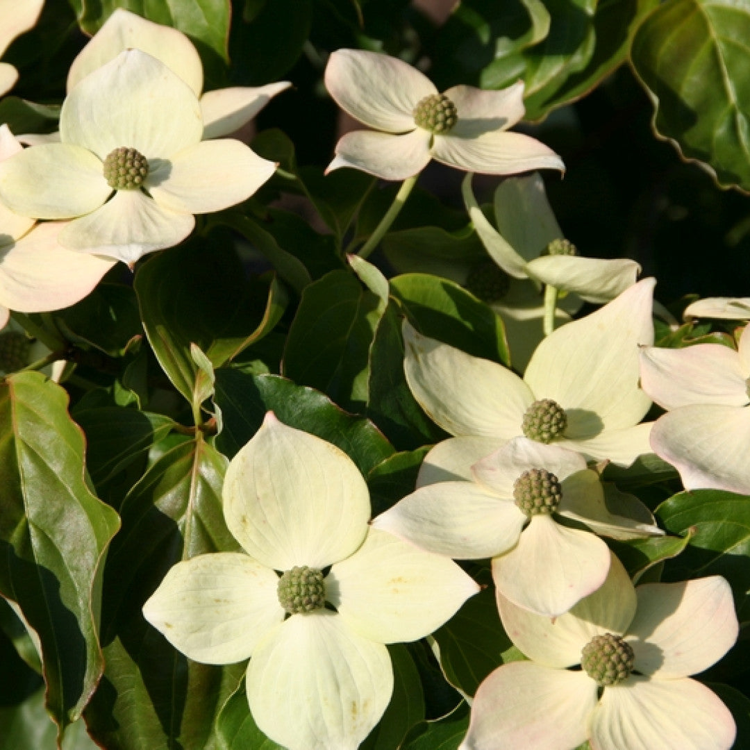 Cornus kousa 'Teutonia'