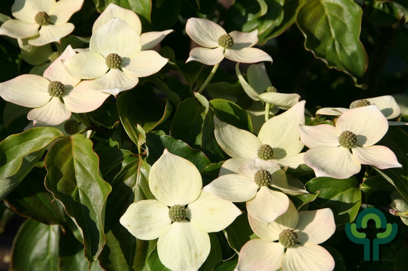 Cornus kousa 'Teutonia'