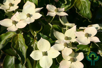 Cornus kousa 'Teutonia'