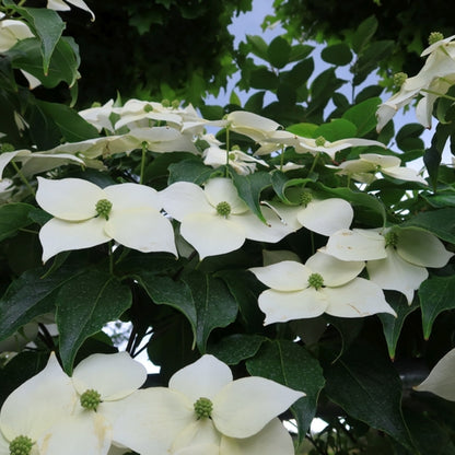 Cornus kousa 'Weisse Fontaine'