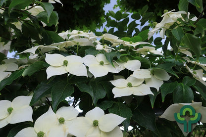 Cornus kousa 'Weisse Fontaine'