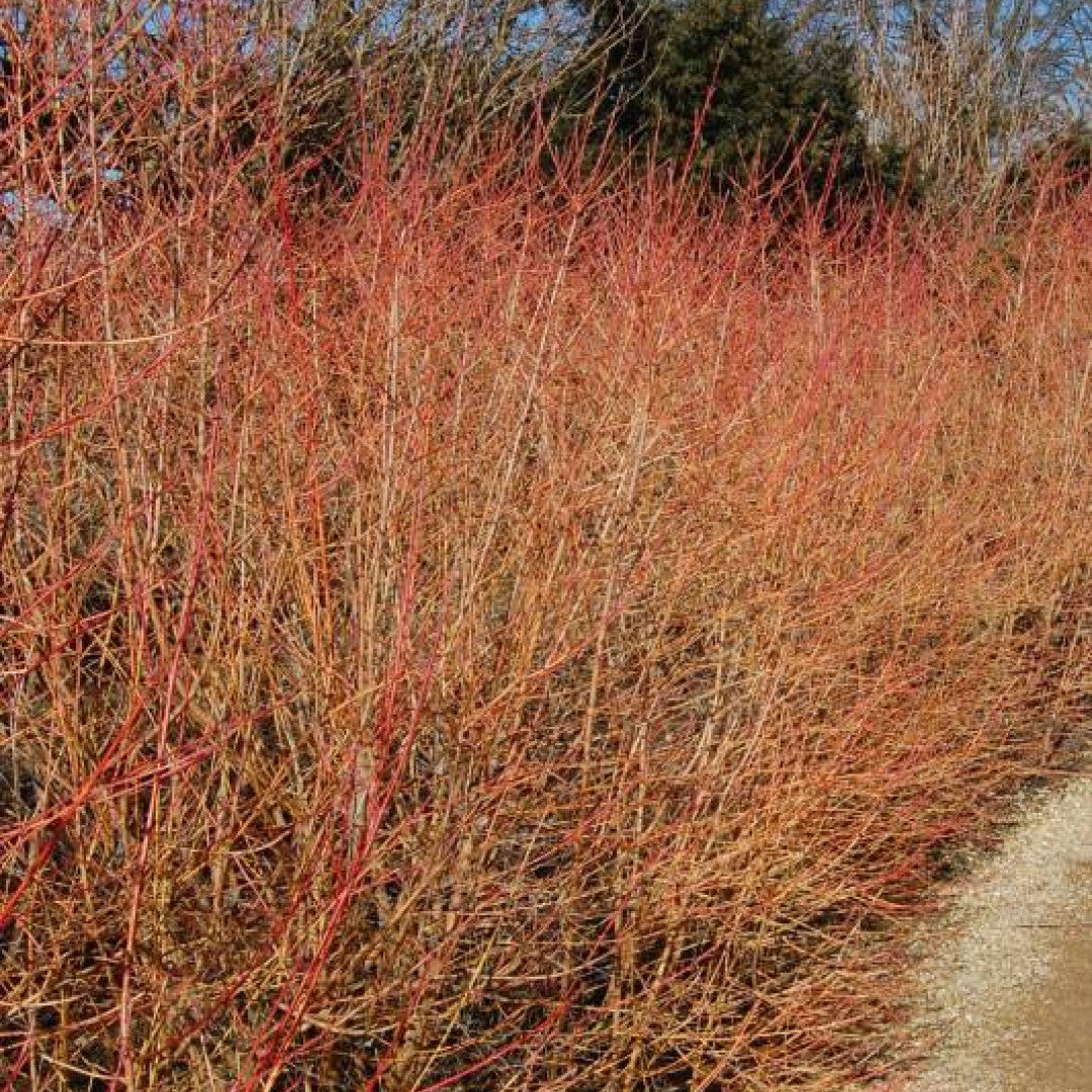 Cornus sanguinea 'Winter Beauty'