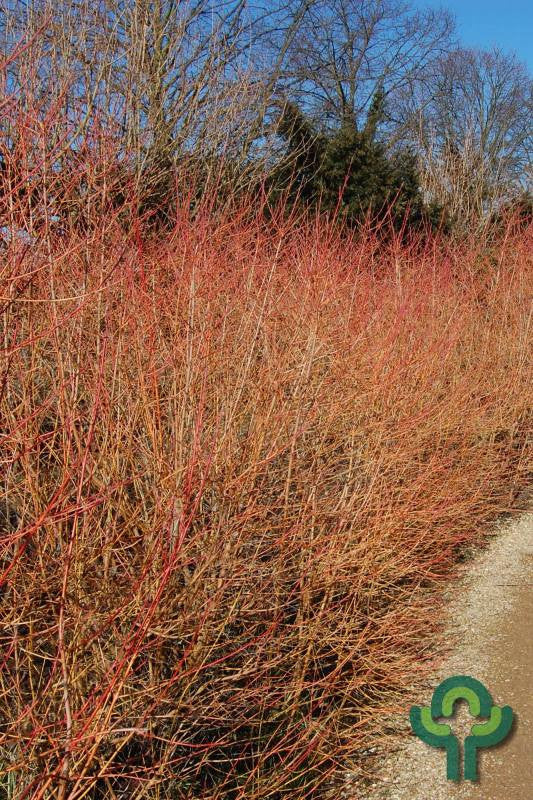 Cornus sanguinea 'Winter Beauty'