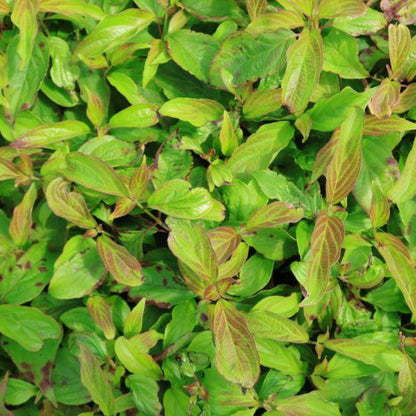 Cornus sericea 'Kelseyi'