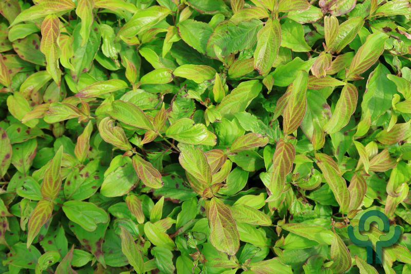 Cornus sericea 'Kelseyi'
