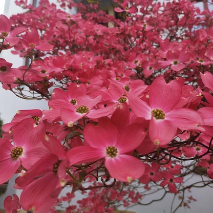 Cornus florida 'Cherokee Chief'