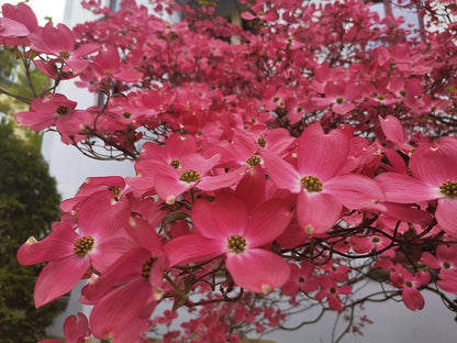 Cornus florida 'Cherokee Chief'