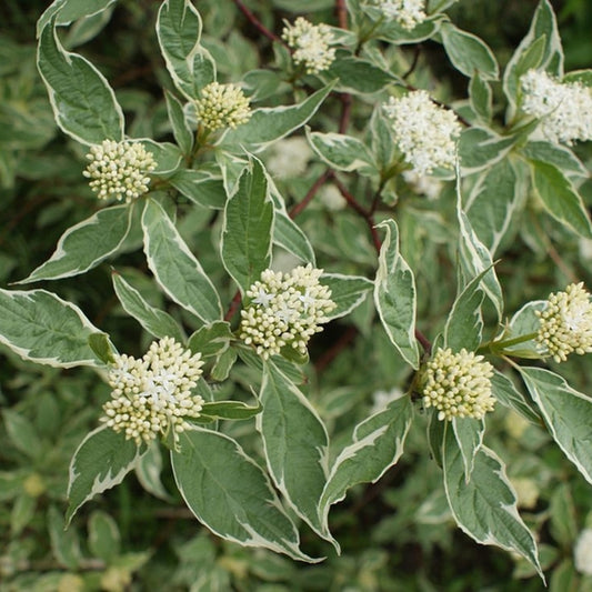 Cornus alba 'Elegantissima'