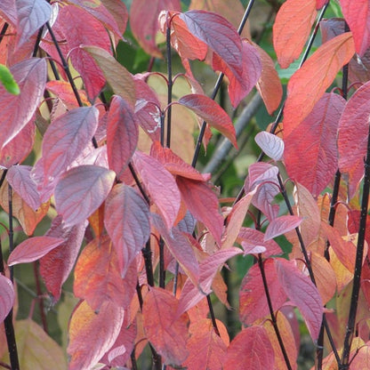 Cornus alba 'Kesselringii'