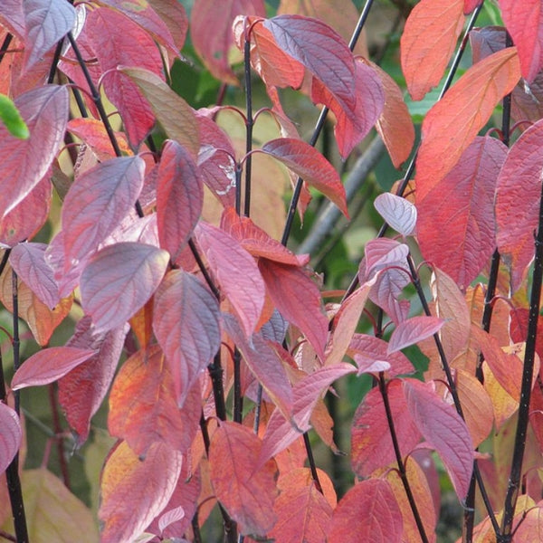 Cornus alba 'Kesselringii'