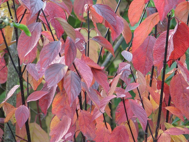 Kornoelje (Cornus alba) 'Kesselringii'