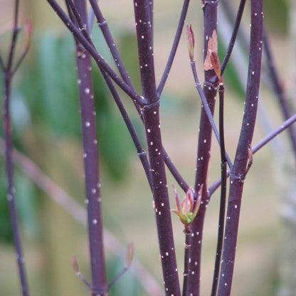 Cornus alba 'Kesselringii'